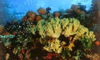 pulau pramuka